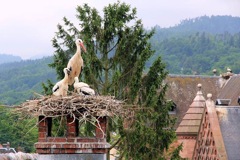 Les cigognes en Alsace à Munster