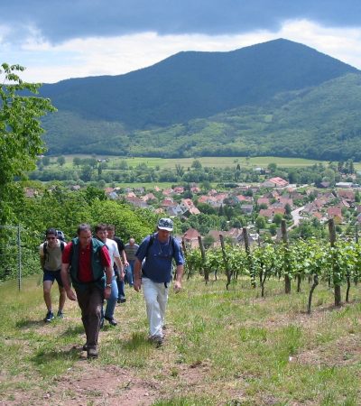 Vignoble du domaine schoenheitz