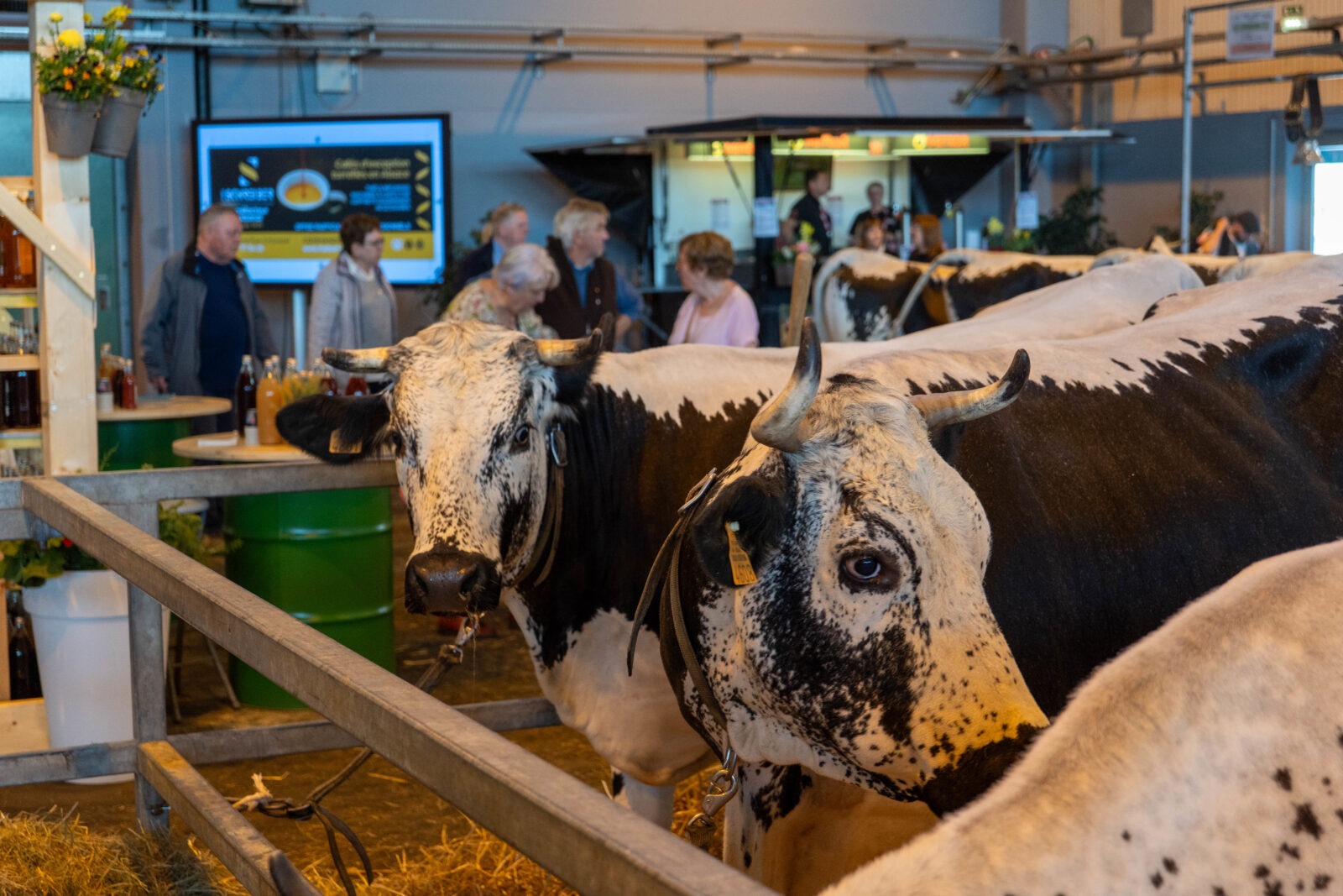 Vache vosgienne au festival de la vosgienne
