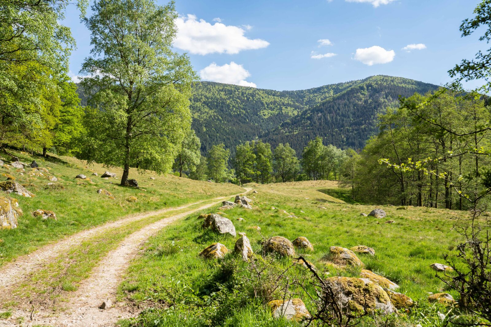 chemin de randonnée au printemps