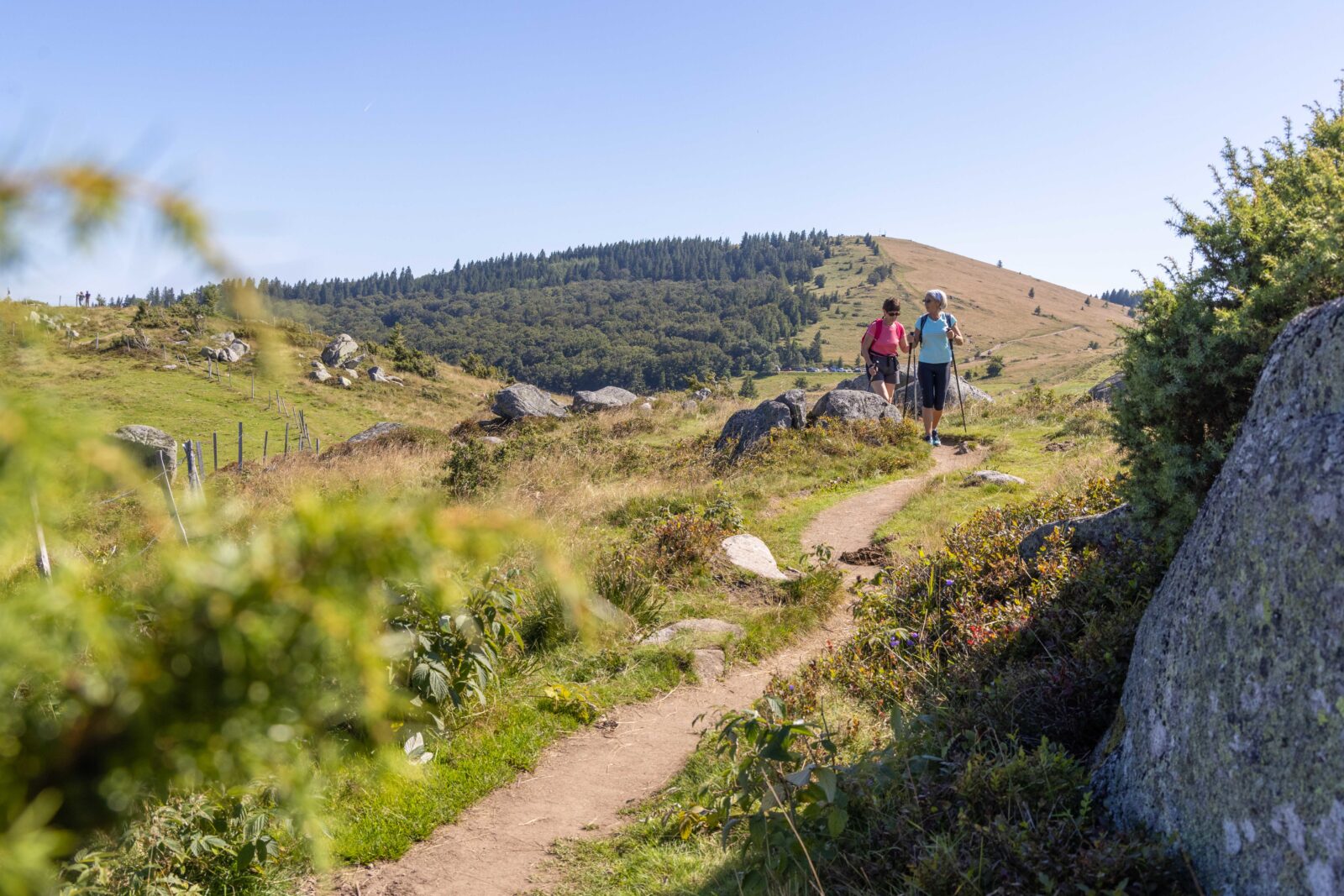 Paysage ensoleillé de la vallée de munster