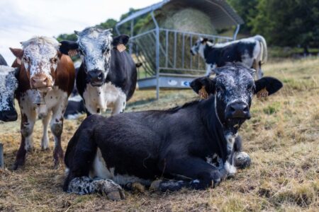 Vache des marcaire de la vallée de Munster