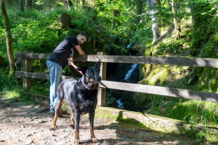 Kiana le bauceron en randonnée au bord des cascades
