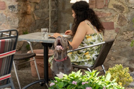 Wicket le cane corso à la table d'un restaurant