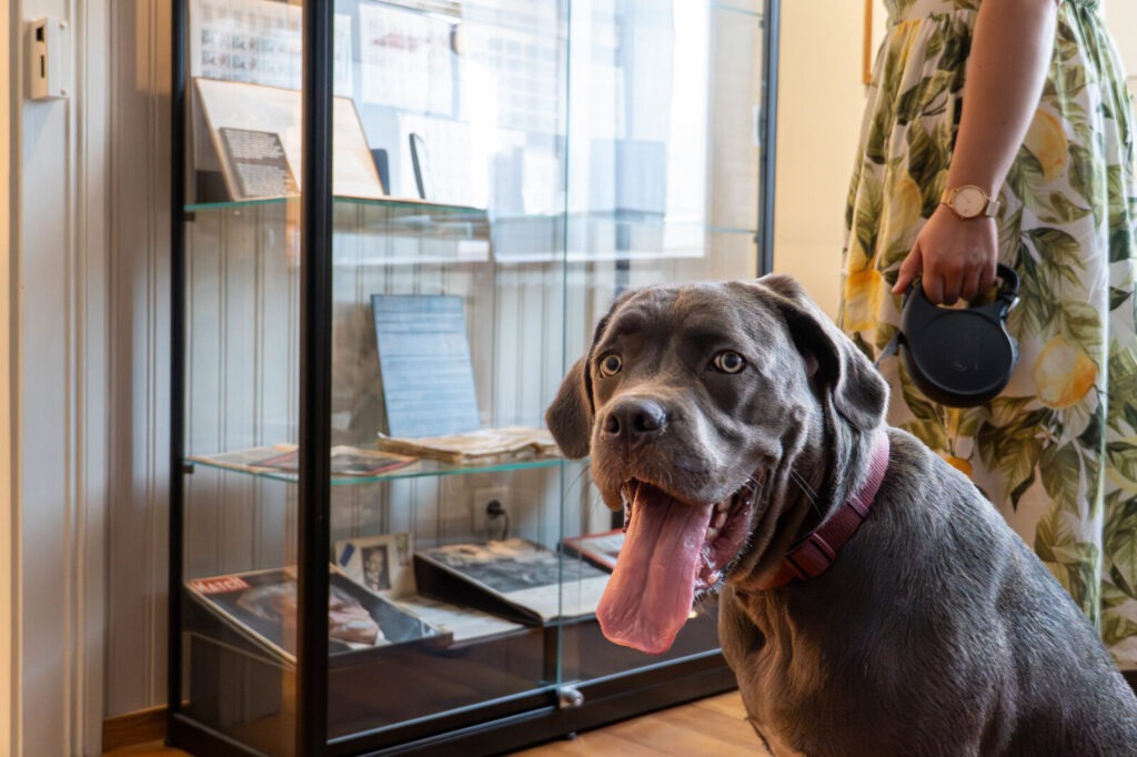 Wicket le cane corso découvrant la maison albert schweitzer